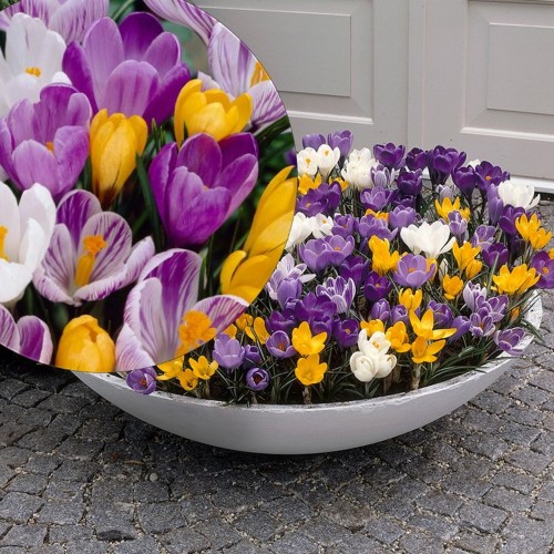 Crocus 'Big Flowering Mixed' - Krookus 'Big Flowering Mixed'